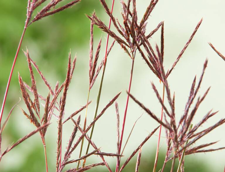 Andropogon gerardii 'Red October'®